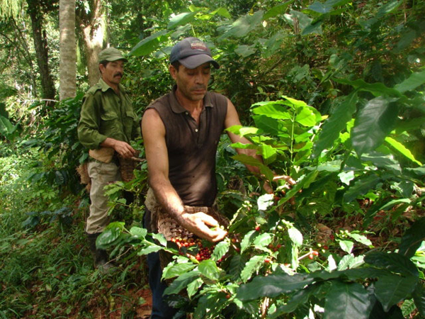 El café de Guamuhaya