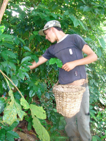 El café de Guamuhaya