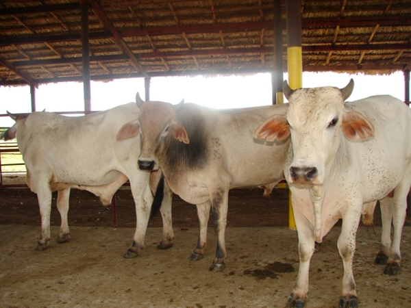 Proyecto de ceba de toros
