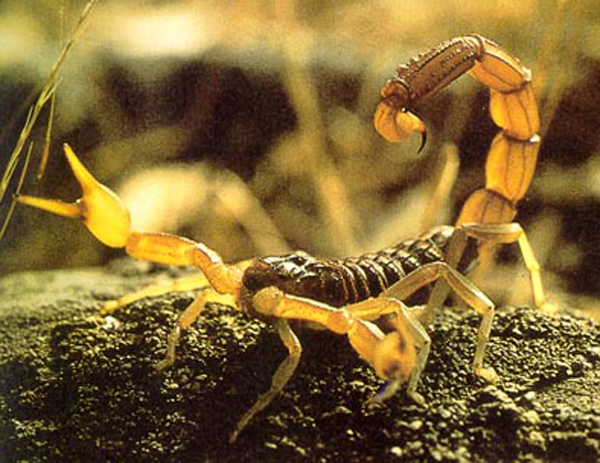 Caracterización de la fauna de escorpiones