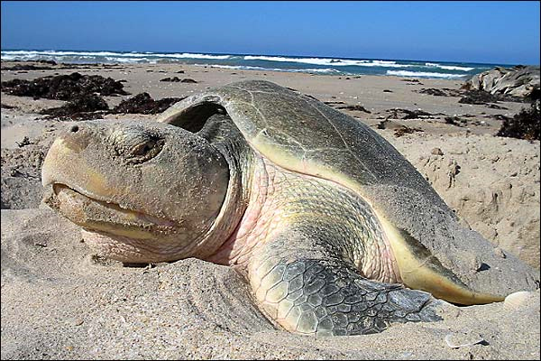 Tortugas lora 