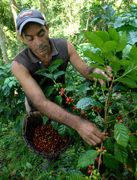 Producción cafetalera