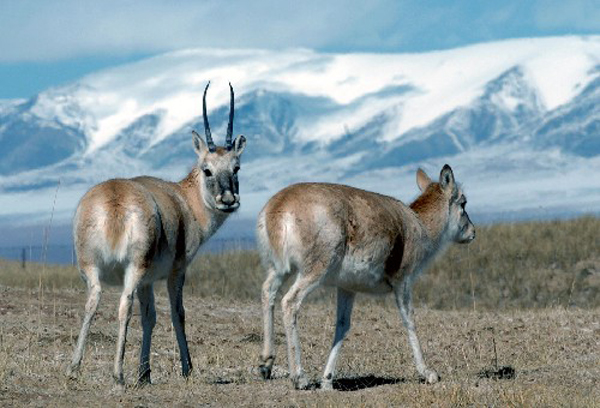 Antílopes tibetanos