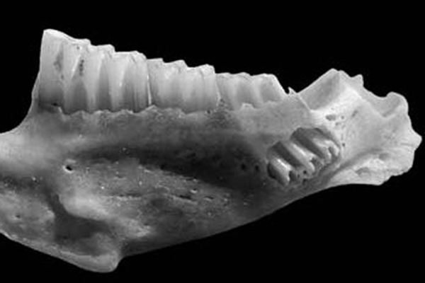 Dientes de la rata de agua prehistórica