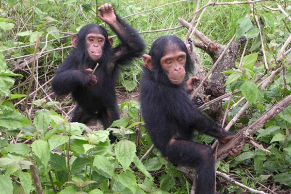 Dos jóvenes chimpancés