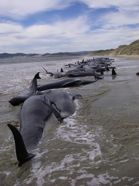 Ballenas encalladas