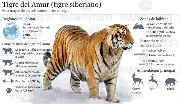 Tigre Amur o siberiano