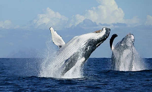 Ballenas jorobadas