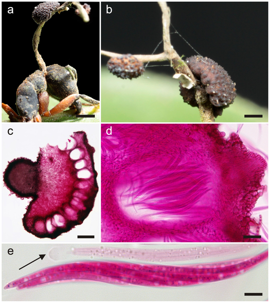 Infección de las hormigas amazónicas