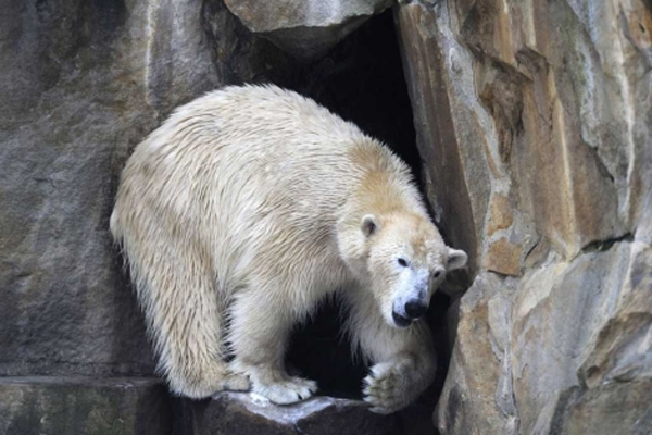 El oso polar Knut 