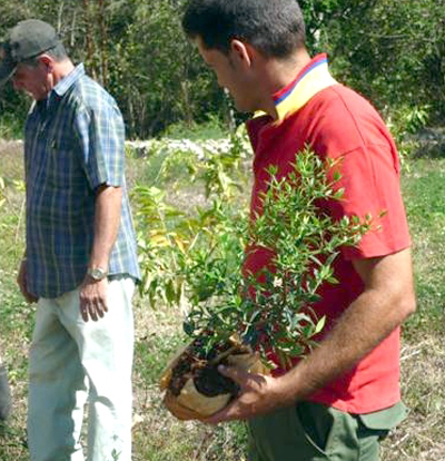 Renace el manajú en Ciego de Ávila