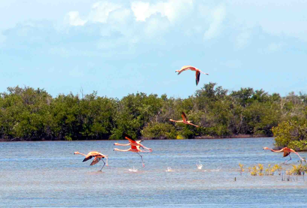 Flamencos 