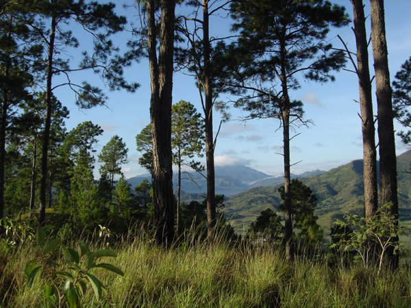 Bosques de Cuba