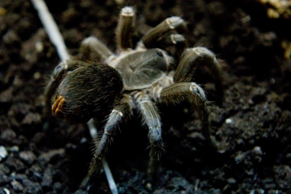 Tarántula