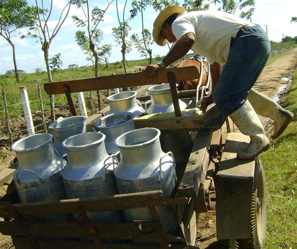 Cantinas de leche fresca