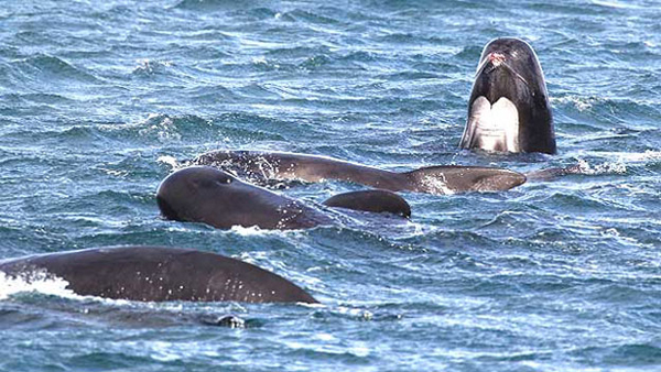 Grupo de cetáceos