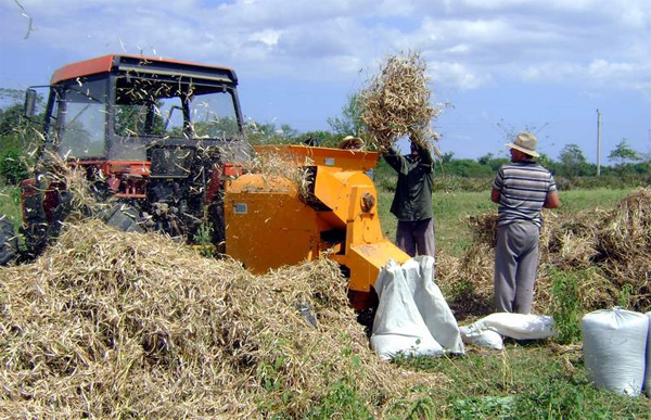 Zafra frijolera en el país