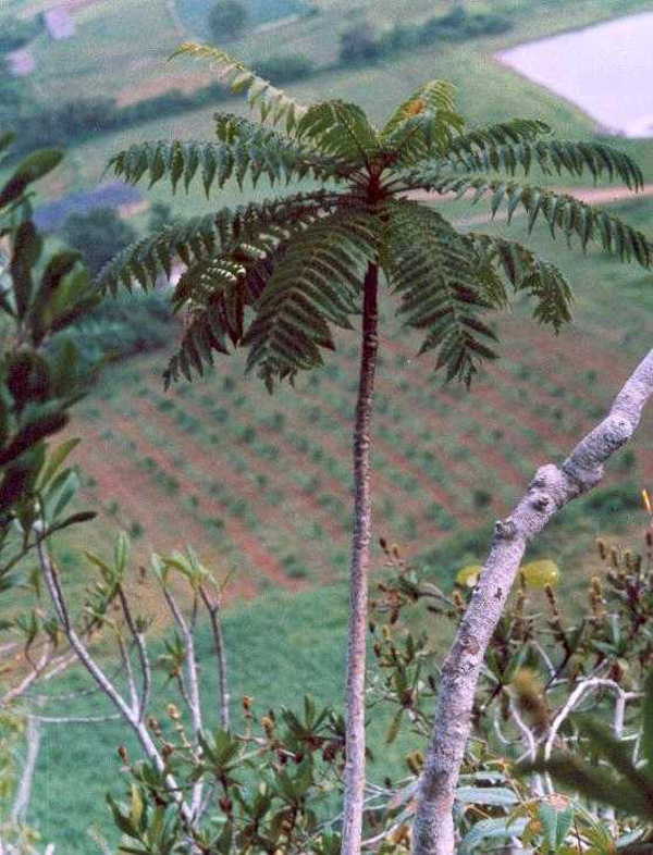 Bonita de la Sierra