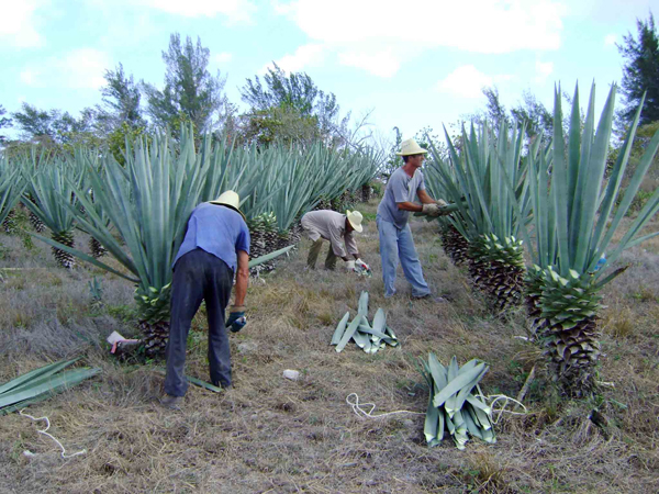 Fabricación de fibra de henequén