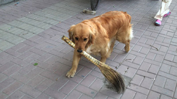 Perrito 