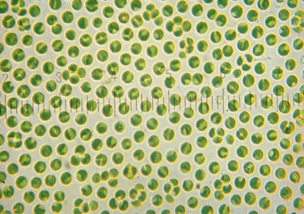 Chlorella vulgaris