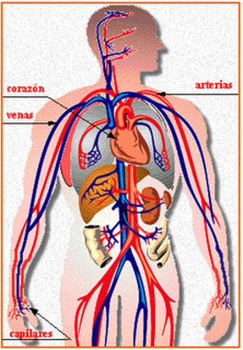 El cuerpo humano adulto tiene entre 4,5 y 6 litros de sangre.  En cada donación se colectan 440 mililitros