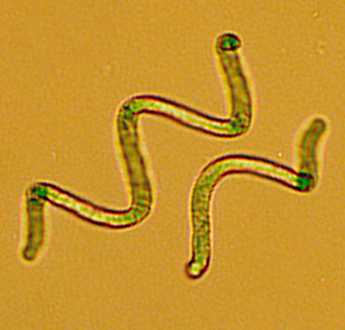 Espirulina 