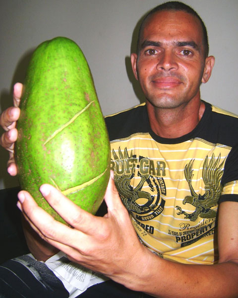 El aguacate de Guillermo Blanco 