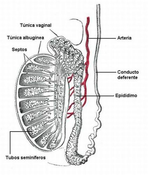 Testículos 