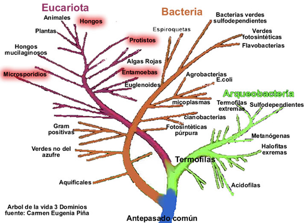 Árbol de la vida