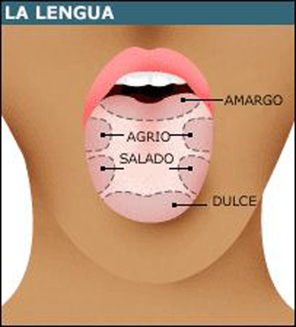 Partes de la lengua