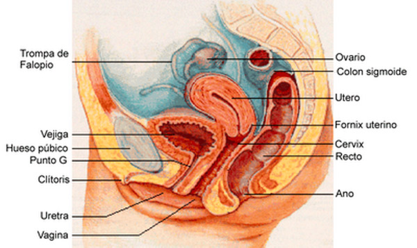 Sistema reproductor femenino