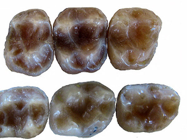 Dientes de nuevo primate en Cataluña