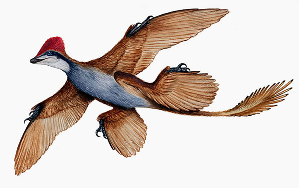 Microraptor