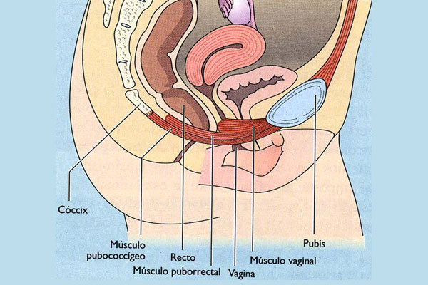 Esquema del suelo pélvico