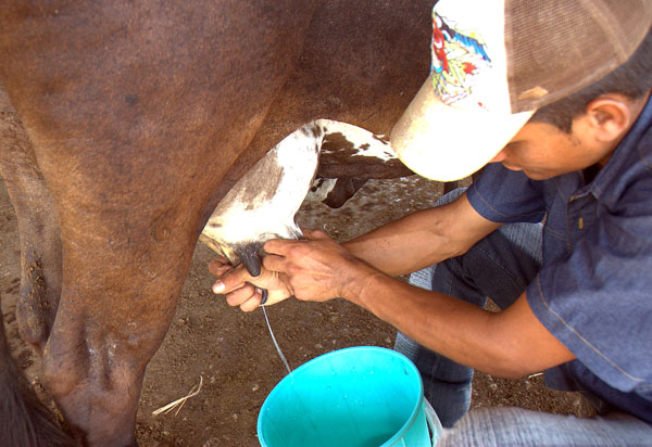 Producción de leche