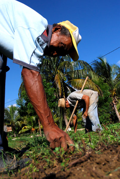 Productores cubanos