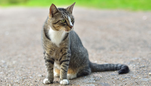 Gato doméstico