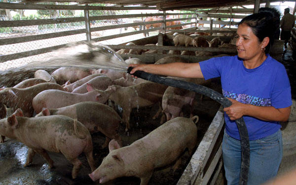 Producción agrícola