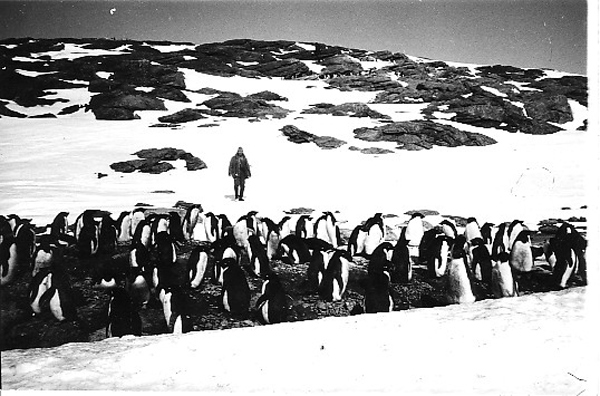 Pingüinos 