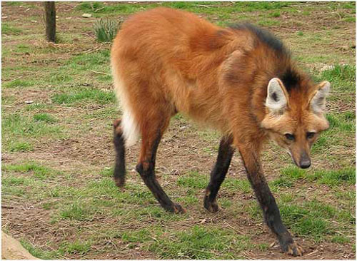 Lobo aguará guazú