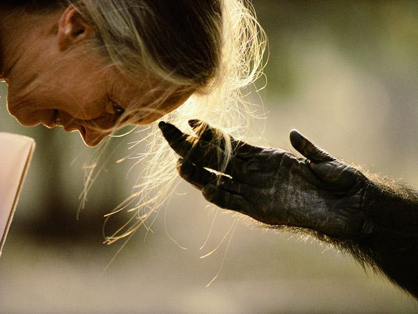 Proyecto para documentar chimpancés maltratados
