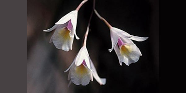 Orquídea 