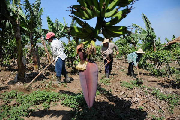 Productores agrícolas