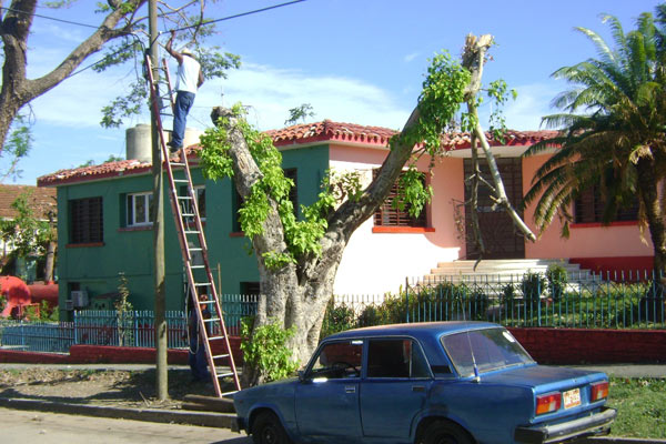 Rehabilitación del arbolado de la ciudad de Santiago de Cuba