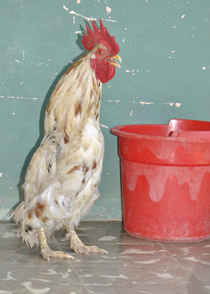 El gallo pingüino 