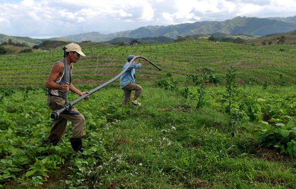 Campesinos