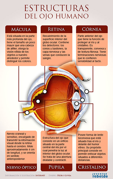 Infografía: Estructuras del ojo humano