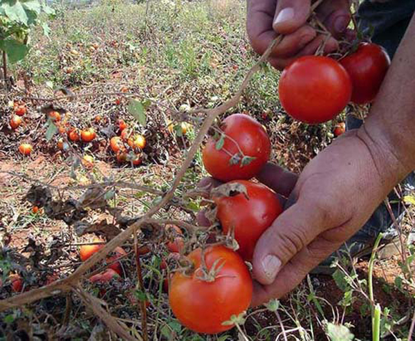 Comercialización directa de productos agropecuarios