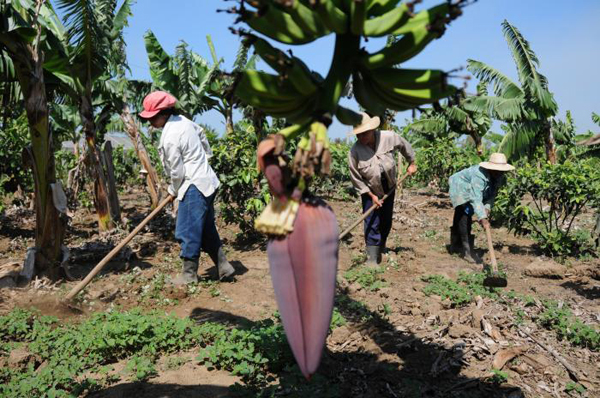 Agricultores pequeños